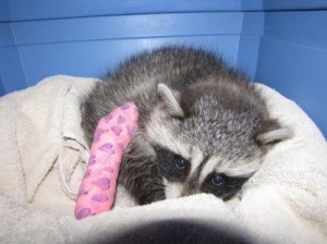 raccoonsplint
