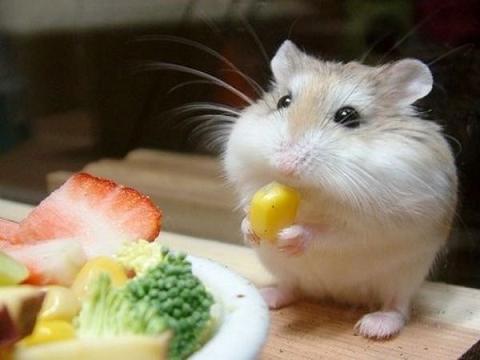 What do hamsters love to eat?