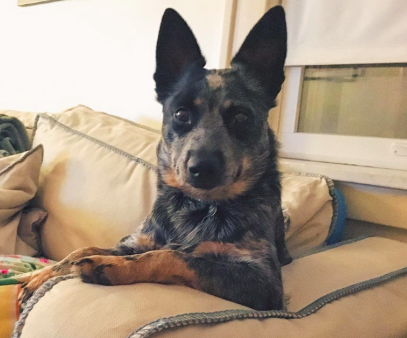 My Dog’s Threat Level Rankings