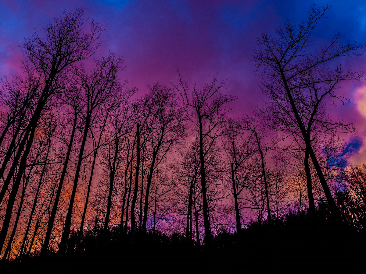 Book Review: Molly Dektar’s “The Ash Family” Gets Lost in the Woods