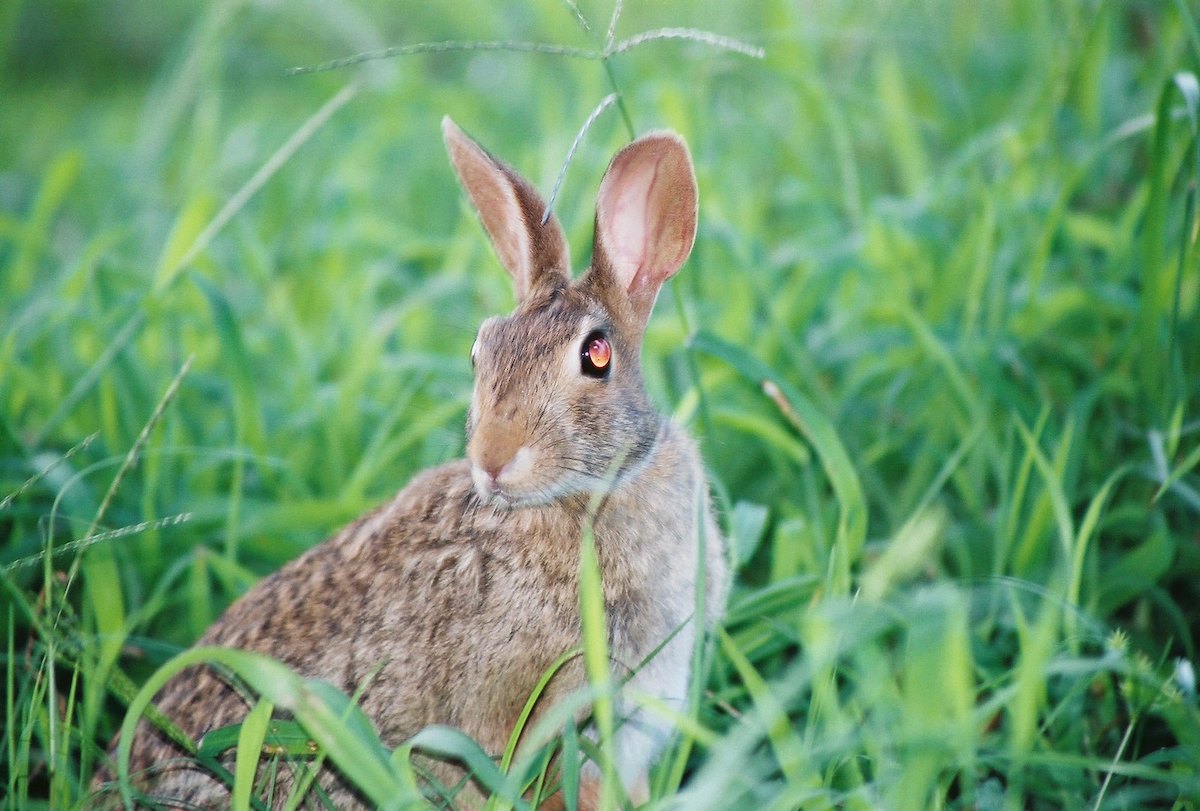 Audiobook Review: Mona Awad’s “Bunny” Is a Hare-Raising Allegory of the Writing Process